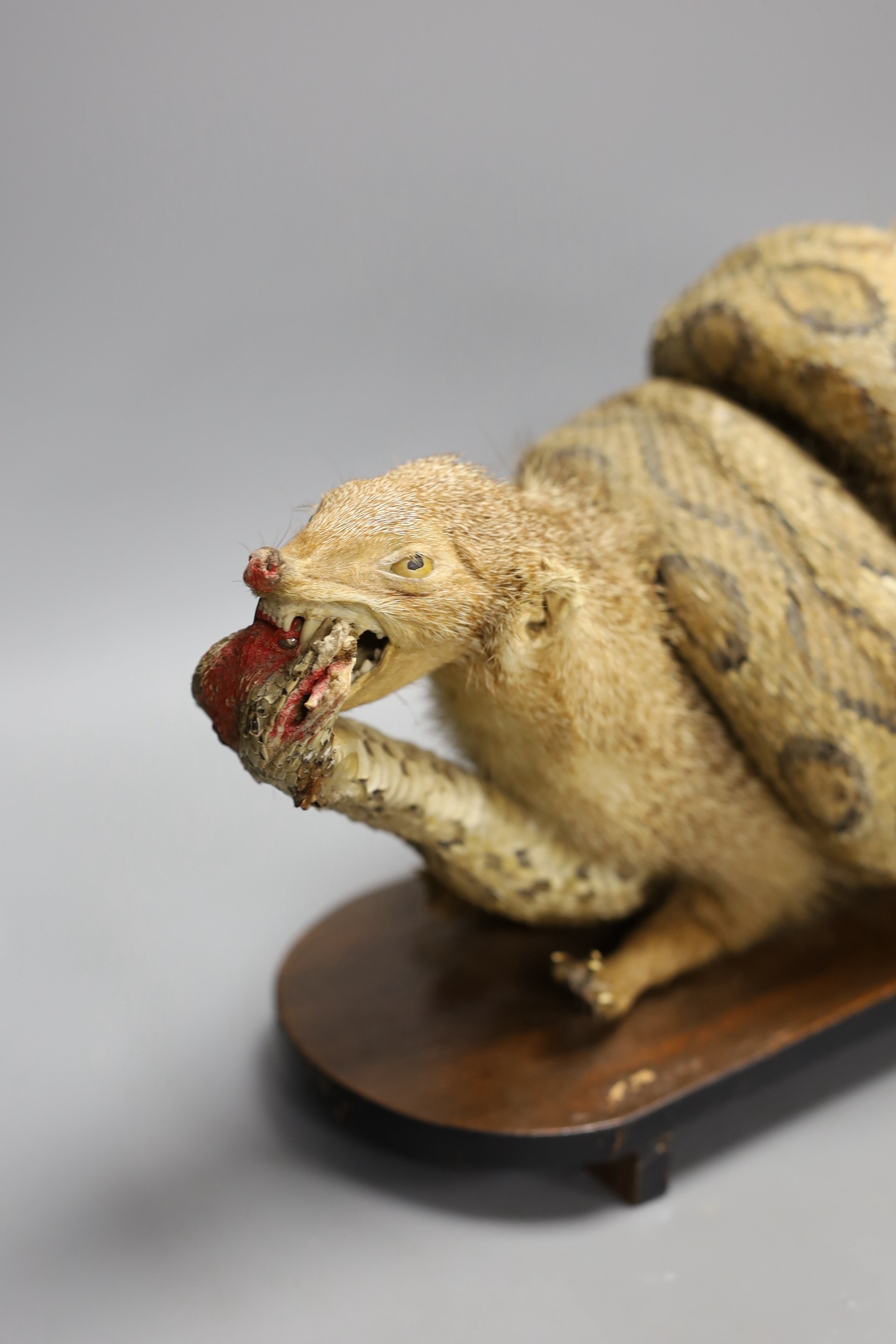 A taxidermic mongoose and cobra, 53cms wide